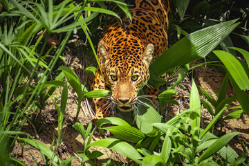 jaguar in the jungle