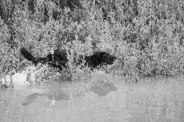 Energetic pet dog playing in water outdoors in black and white.