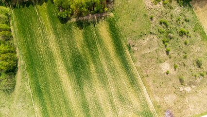 Aerial view of lush green agricultural fields bordered by sparse trees. The landscape showcases the contrast between cultivated land and natural growth in spring, representing vibrant farming.