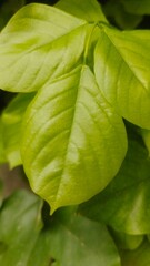 green leaf background