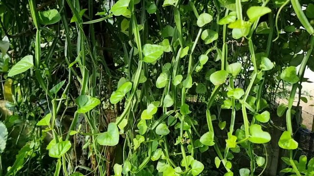 Vibrant Green Petch Sangkhat (Cissus Quadrangularis) Vines