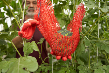 Vertical cultivation of watermelons in a greenhouse. Senior citezen holds a fruit in his hand, placed in a net suspended from a trellis.