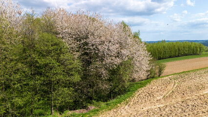 Blooming cherry trees line a green hillside, creating a picturesque landscape during spring. Lush vegetation contrasts with freshly tilled soil under a blue sky.