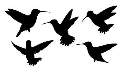 humming bird silhouette vector illustration on tranparent background