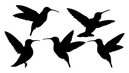 humming bird silhouette vector illustration on tranparent background