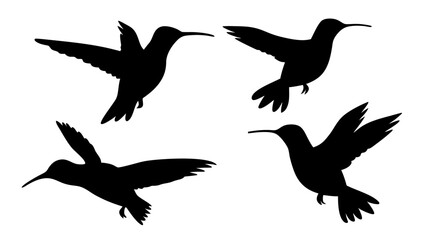 humming bird silhouette vector illustration on tranparent background