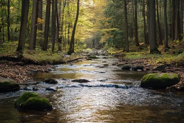 Fototapete River flowing over mossy rocks in forest © Dimass