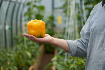 Greenhouse farming. Large yellow sweet pepper fruit on a man's hand against a blurred background of a greenhouse with agricultural crops.