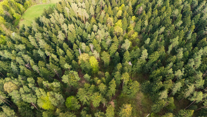 Aerial view of a dense forest showcasing a variety of green trees. The vibrant foliage indicates a healthy ecosystem, perfect for nature lovers and environmental campaigns.