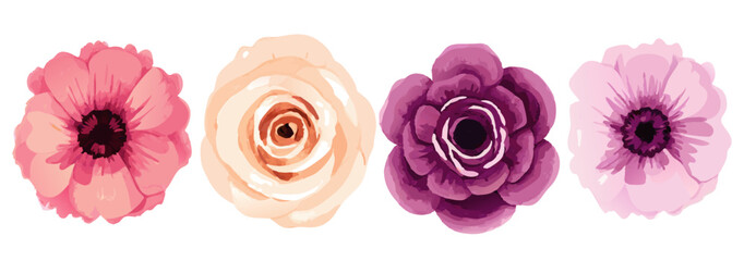 Watercolor flowers illustration floral design elements pink purple rose anemone for graphic design and art.