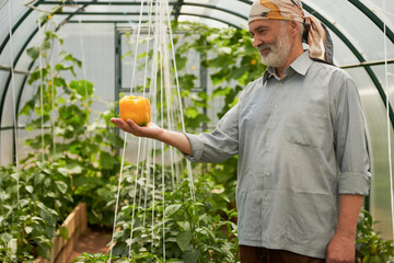 An adult man with a large yellow sweet pepper on the palm of his hand inside a greenhouse against a blurred background of plants.