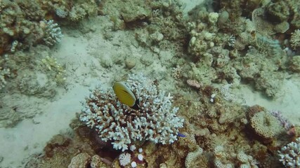 Close-up underwater footage of Chaetodon ornatissimus gliding near coral structures, highlighting its vivid patterns in a tropical reef.