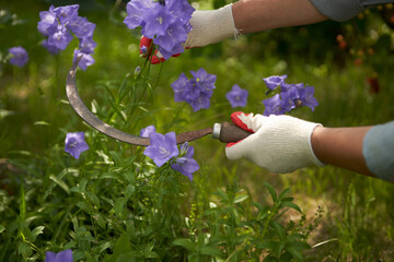 Male hands cutting grey blue bell flowers.
