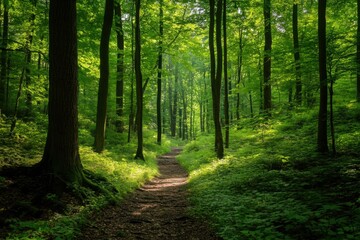 Sun-dappled path in bright green forest