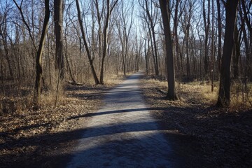 Obraz premium Clear forest pool with cascading water