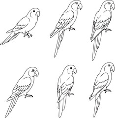 Elegant Parrot Line Art: Six Unique Poses for Artists & Designers