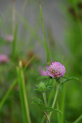 ムラサキツメクサ