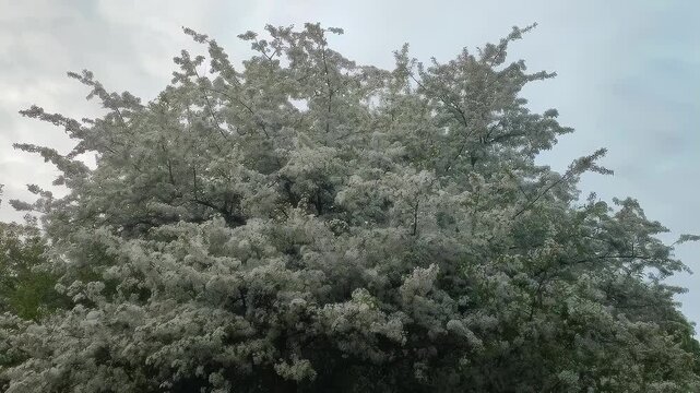 Crabapple Tree in Bloom.  The image shows a crabapple tree heavily laden with white blossoms. The flowers appear in clusters along the branches, creating a dense and beautiful display. 