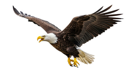 Isolated bald eagle flying