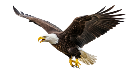 Isolated bald eagle flying