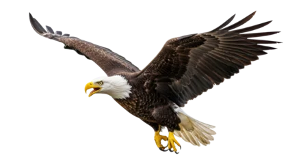 Fototapete Rund Adler Isolated bald eagle flying  © Fernando