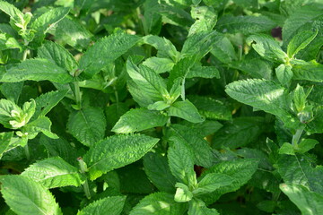 Close-up of vibrant green mint plants in a garden wallpaper