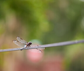 A dragonfly resting on a black fiber optic cable in the midday summers heat!