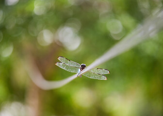 A dragonfly resting on a black fiber optic cable in the midday summers heat!