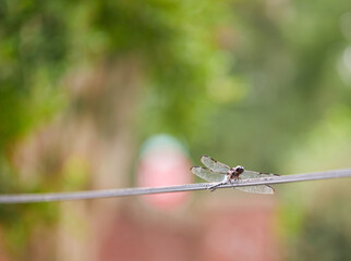 A dragonfly resting on a black fiber optic cable in the midday summers heat!