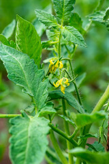 yellow tomato flower growing in the country. High quality photo