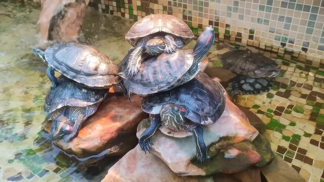 Turtle Pile - Red-Eared Sliders Resting. A group of Red-Eared Slider turtles are piled on top of each other on a rocky surface in a shallow pool or enclosure. 