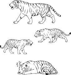 Elegant Tiger Sketches: Four Poses