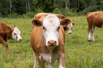 Obraz premium Curious Cow in the Summer Meadow