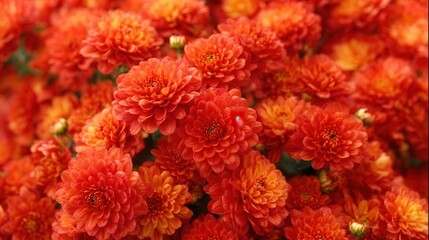 Vibrant clusters of red and orange chrysanthemums create a stunning floral display, perfect for use in seasonal decorations, gardening content, or as a background for inviting themes,