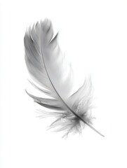 Obraz premium A delicate feather floats gracefully against a soft white background, symbolizing lightness and purity, Ideal for designs related to nature, tranquility