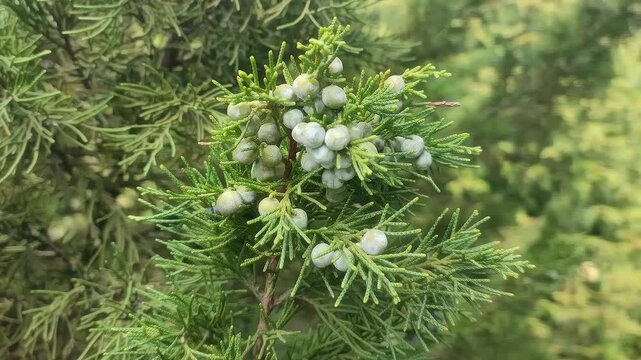 Juniper Branch with Berries. The image is a close-up of a juniper branch laden with blue-green berries. The branch displays the typical scale-like foliage of a juniper.