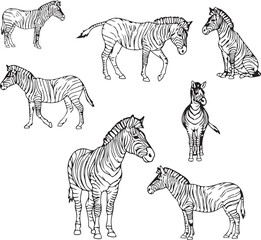 Elegant Zebra Line Art: Illustrations & Graphic Designs