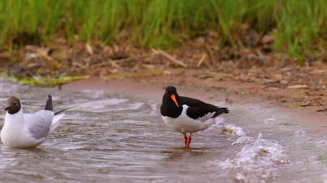 Timelapse of a Black-headed Gull and a Eurasian Oystercatcher standing near the shore of a lake