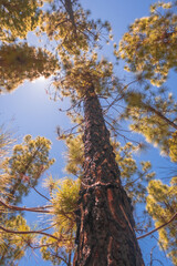 Sunlight Through Pine Needles