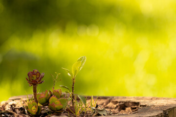 retoño de plantas naciendo en un tronco 