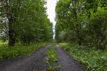 Peaceful narrow trail surrounded by dense green trees and wild grass