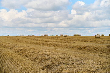 Fototapeta premium Golden wheat field features rolled hay bales scattered across the landscape against a blue and cloudy sky.