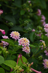 ピンク色のランタナ