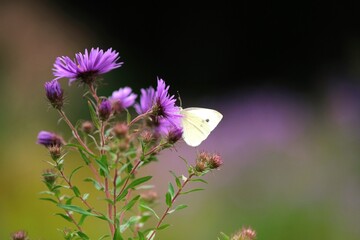: A white butterfly rests on a purple flower. The blurred background highlights the delicate scene,...