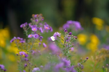 : A white butterfly rests on a purple flower. The blurred background highlights the delicate scene,...