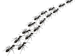 A line of black ants marching diagonally across a white background in a straight path formation