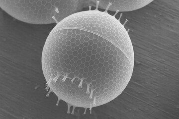 Highly detailed electron microscope image of a spherical pollen grain with a hexagonal mesh surface and radial filaments protruding from its outer layer.