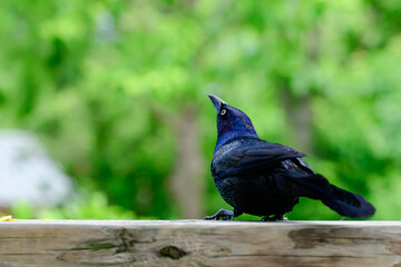 crow on the fence