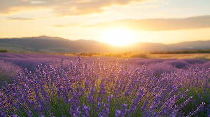 Fototapeta premium Serene sunset over a vast lavender field, showcasing the beauty of nature's purple hues at golden hour.