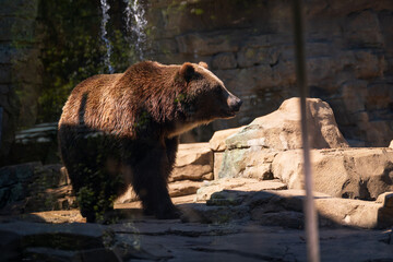 brown bear in zoo